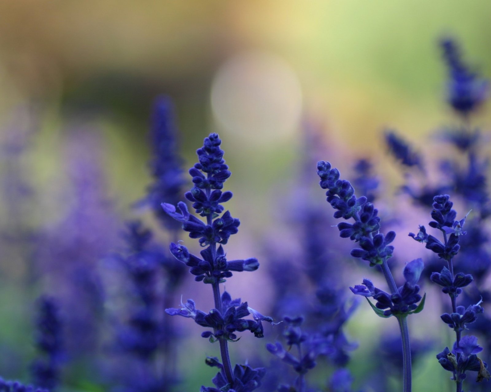 小清新 唯美 薰衣草 风景 植物 等待爱情 紫色