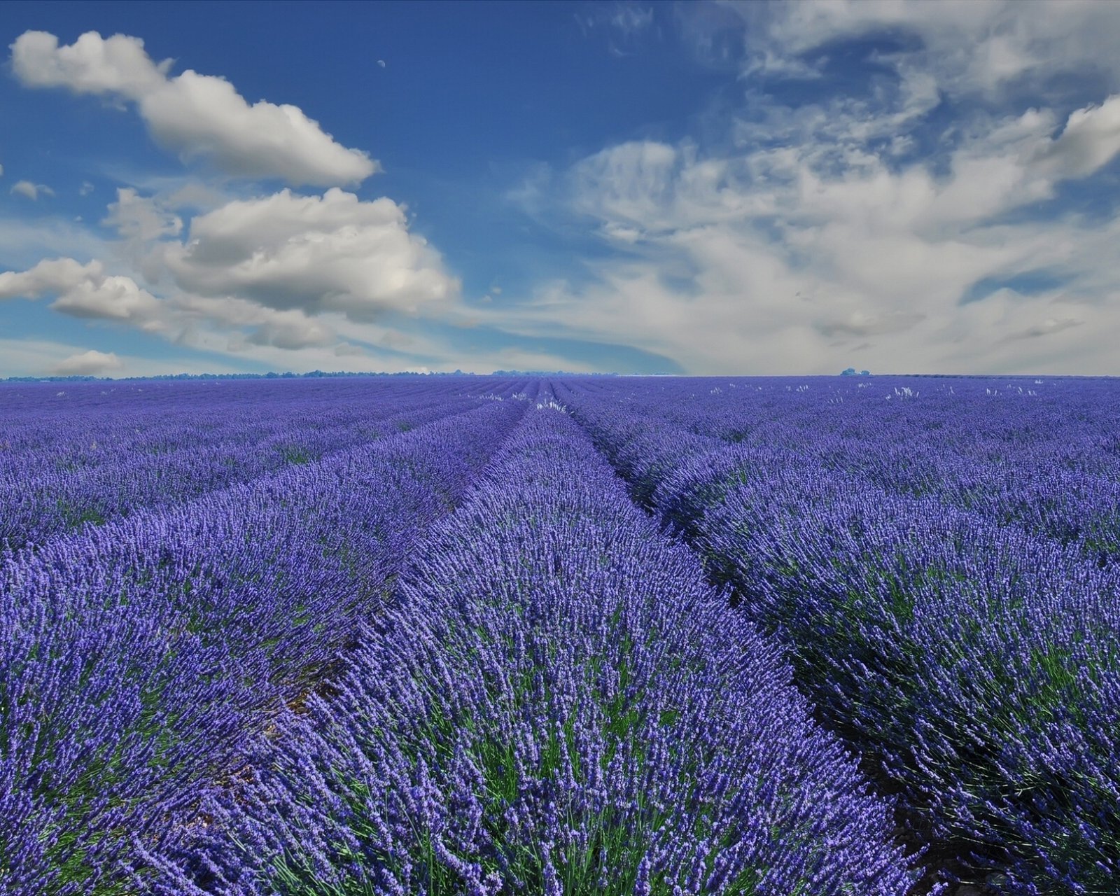 小清新 唯美 薰衣草 风景 植物 等待爱情 紫色