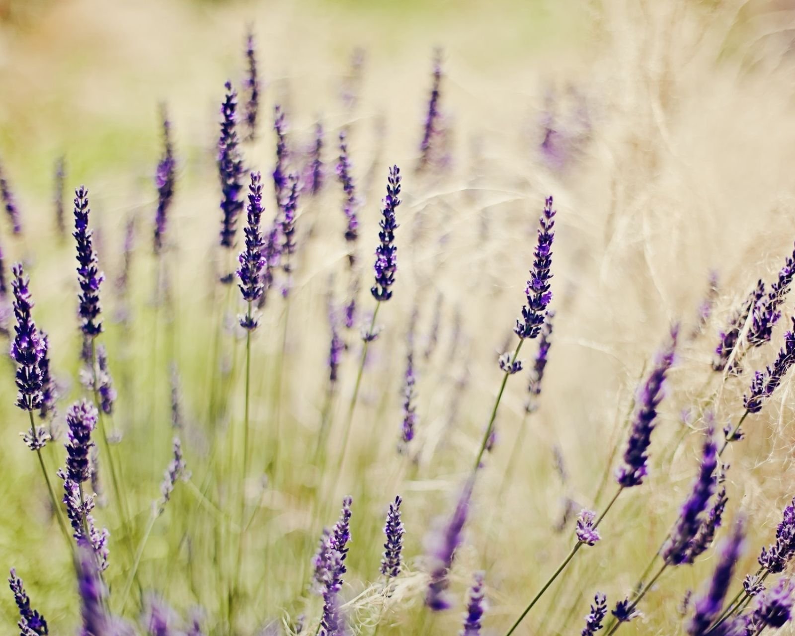 小清新 唯美 薰衣草 风景 植物 等待爱情 紫色
