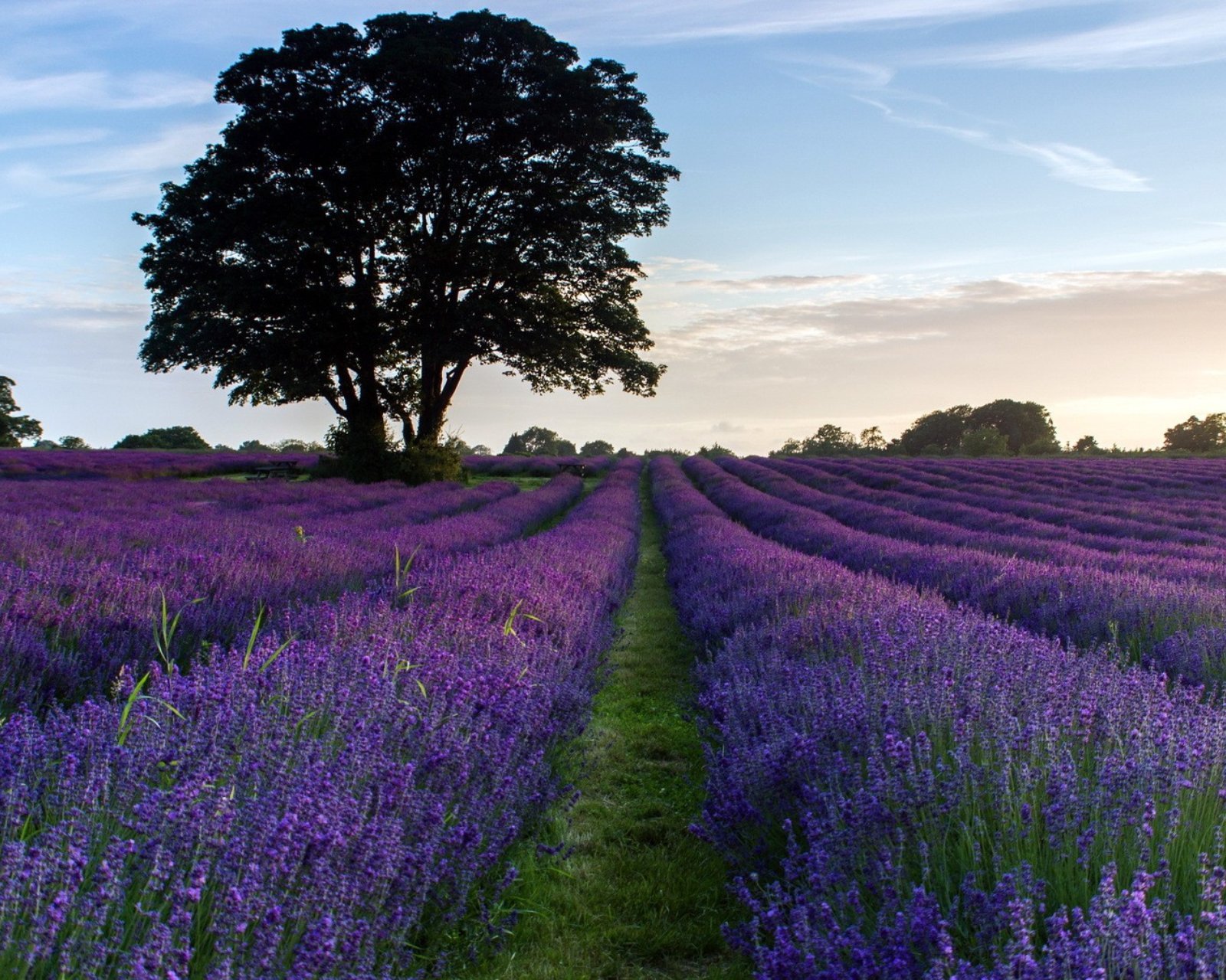 小清新 唯美 薰衣草 风景 植物 等待爱情 紫色