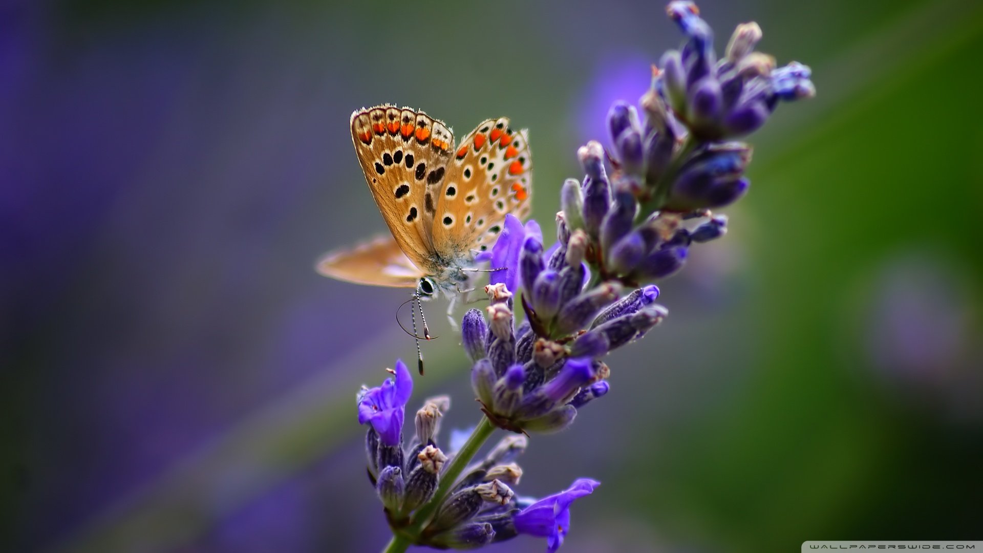 小清新 唯美 薰衣草 风景 植物 等待爱情 紫色