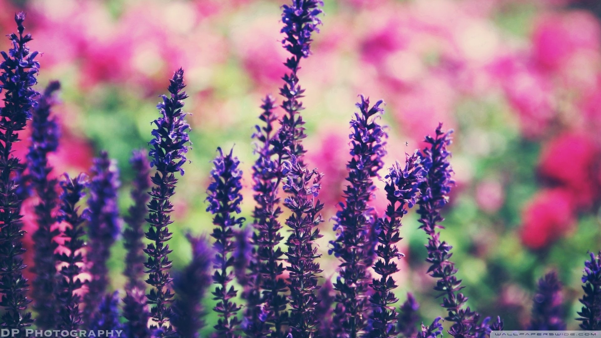 小清新 唯美 薰衣草 风景 植物 等待爱情 紫色