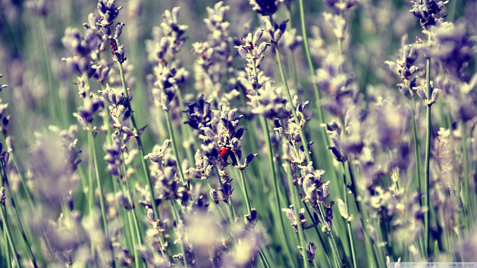 小清新 唯美 薰衣草 风景 植物 等待爱情 紫色