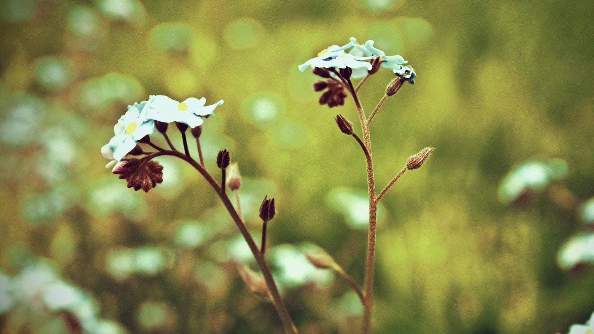 小清新 唯美 小花 勿忘我