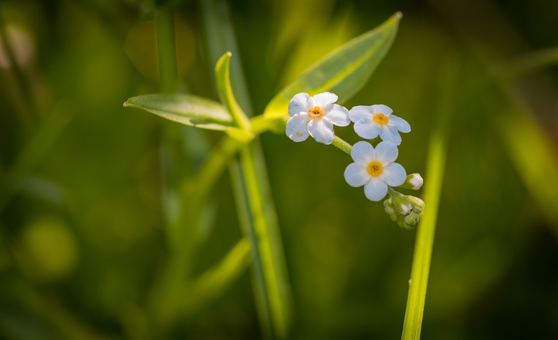 小清新 唯美 小花 勿忘我