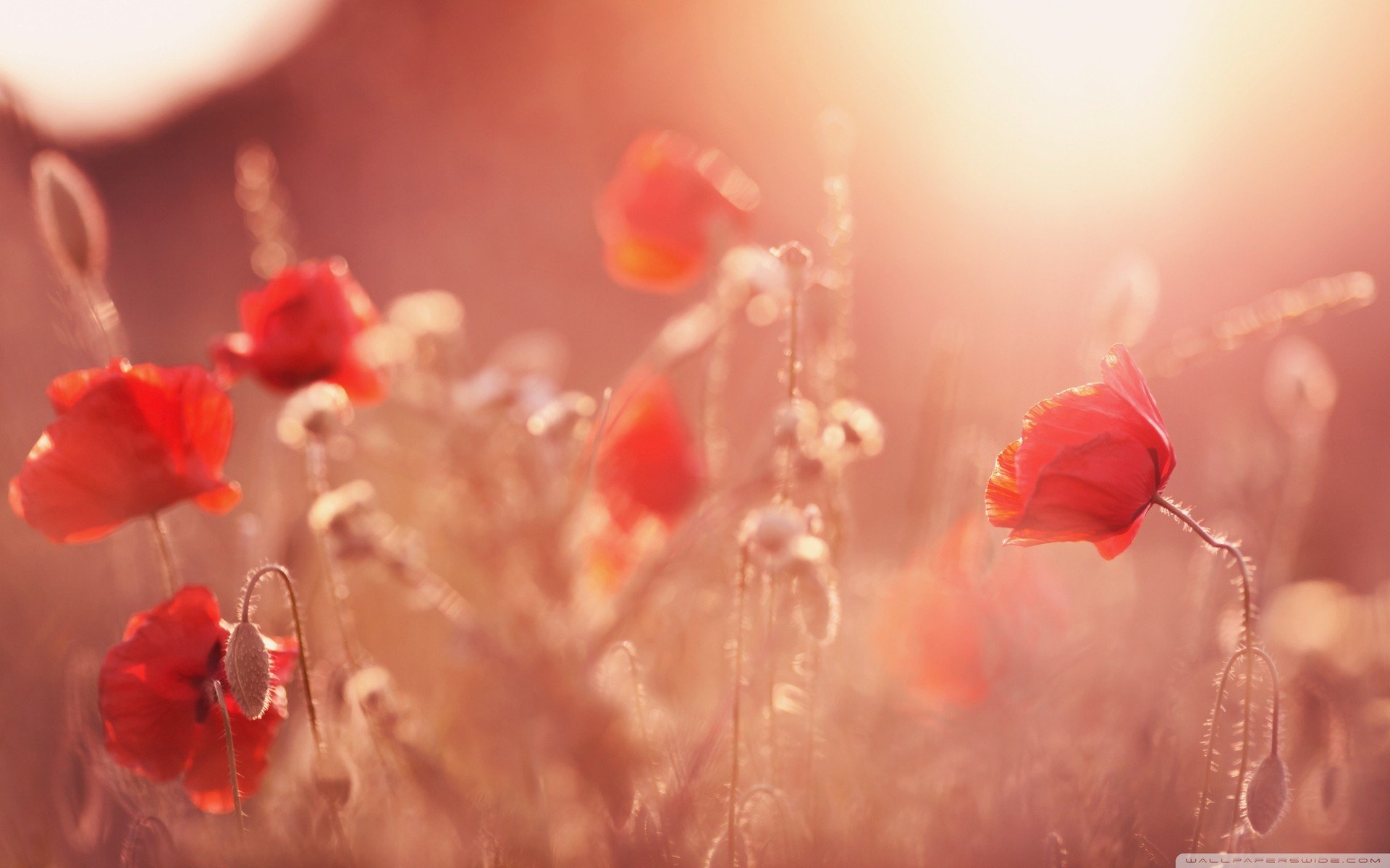 小清新 唯美 虞美人 罂粟