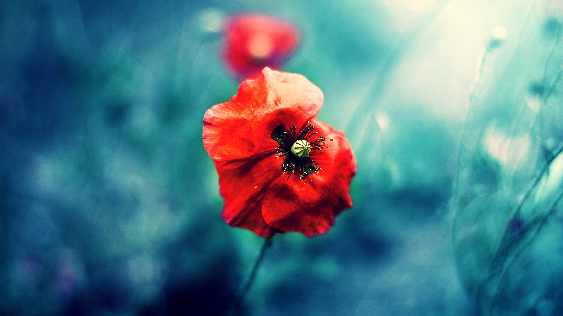 小清新 唯美 虞美人 罂粟