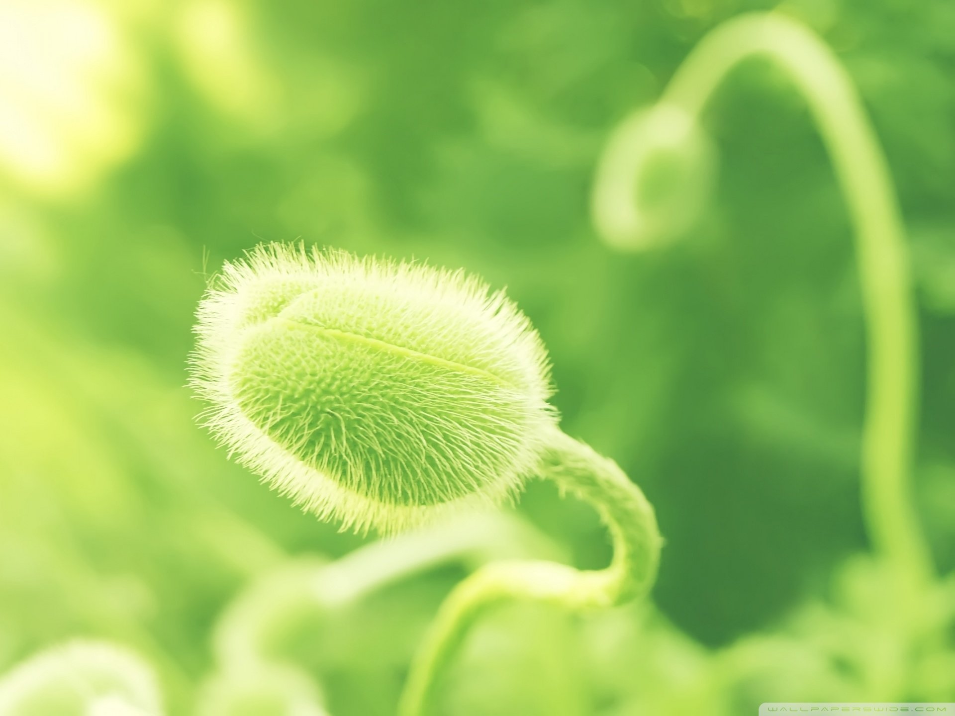 小清新 唯美 虞美人 罂粟