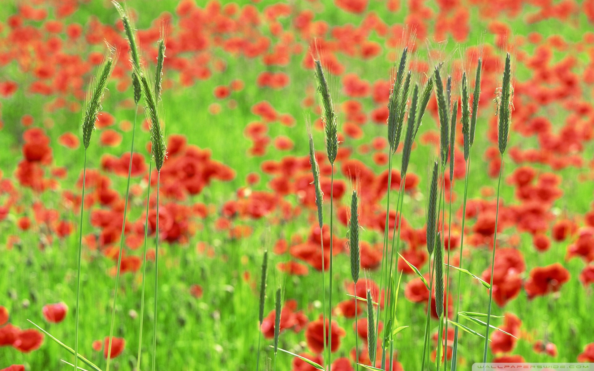 小清新 唯美 虞美人 罂粟
