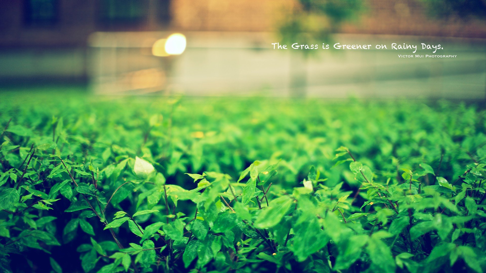 小清新 唯美 温馨 安静 绿色养眼 植物