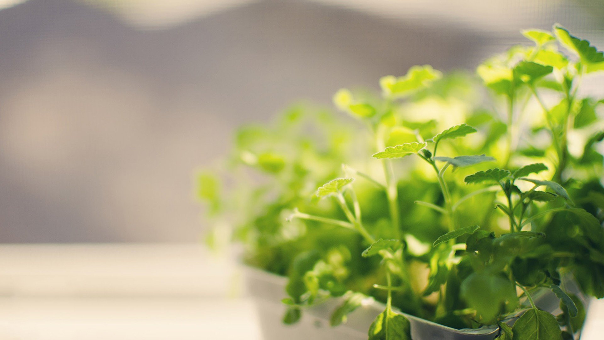 小清新 唯美 温馨 安静 绿色养眼 植物