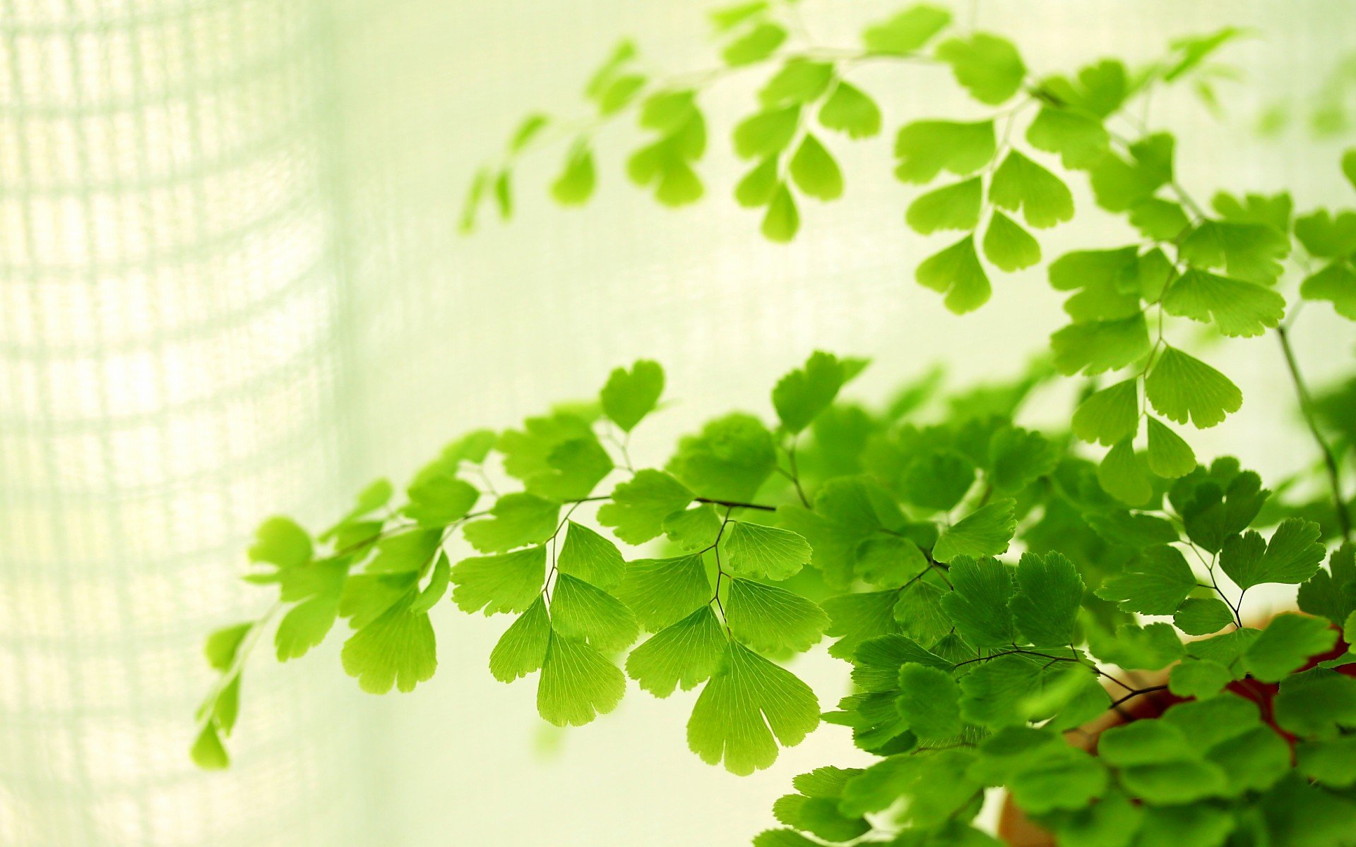 小清新 唯美 温馨 安静 绿色养眼 植物