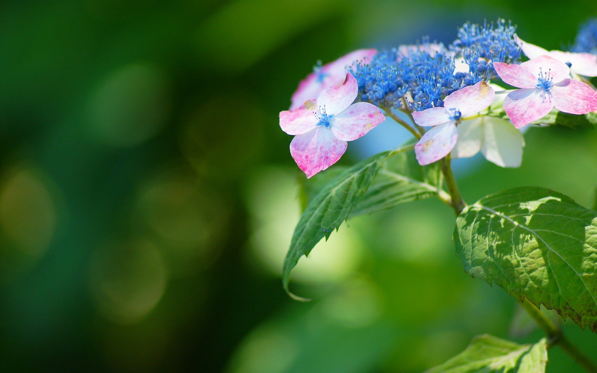小清新 唯美 温馨 安静 绿色养眼 植物