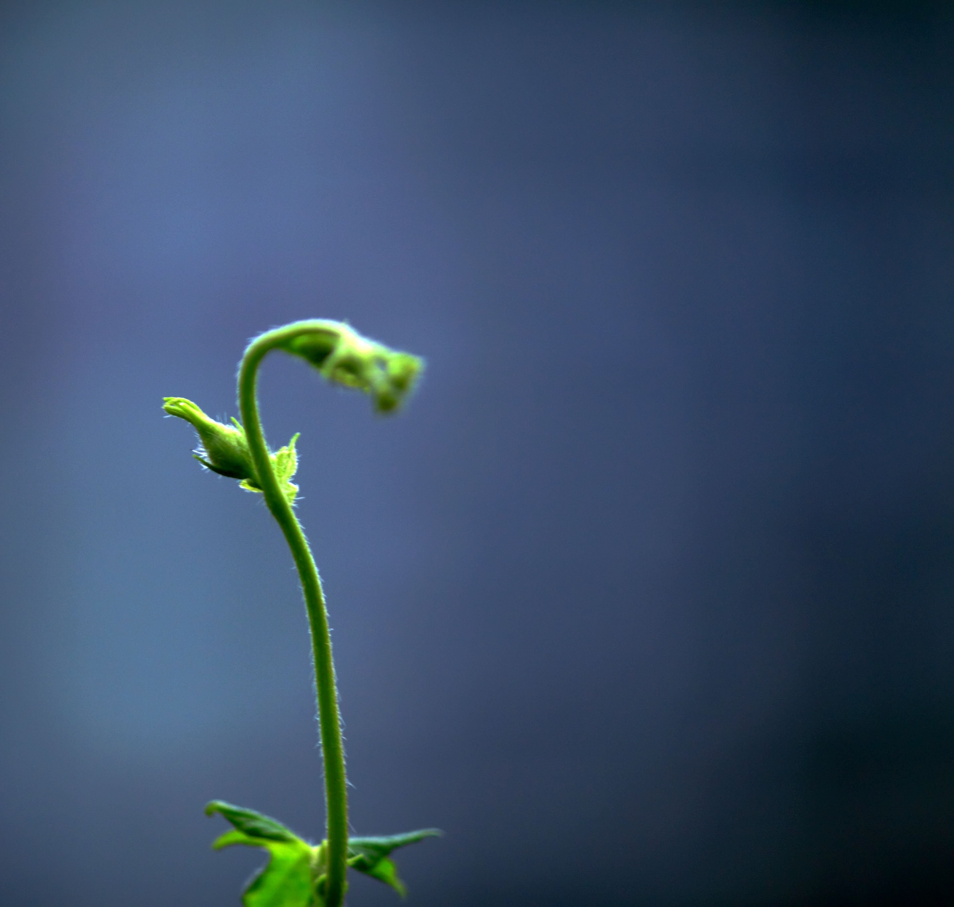 小清新 唯美 温馨 安静 绿色养眼 植物