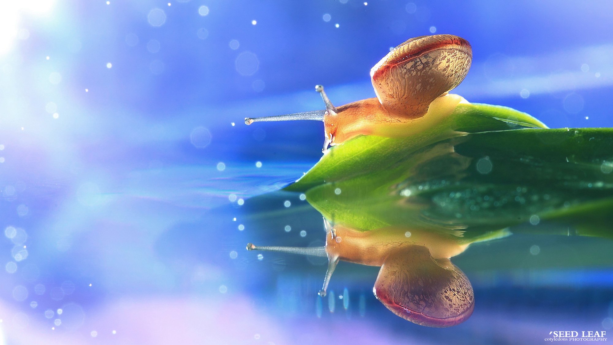 Seed leaf摄影-蜗牛梦幻記 @SeedLeaf