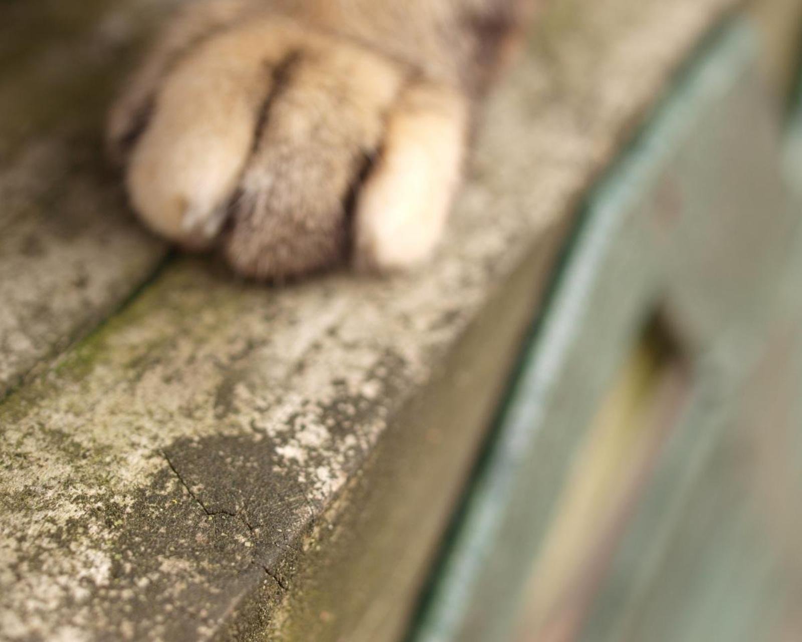 动物  萌宠 喵星人 猫咪 猫爪