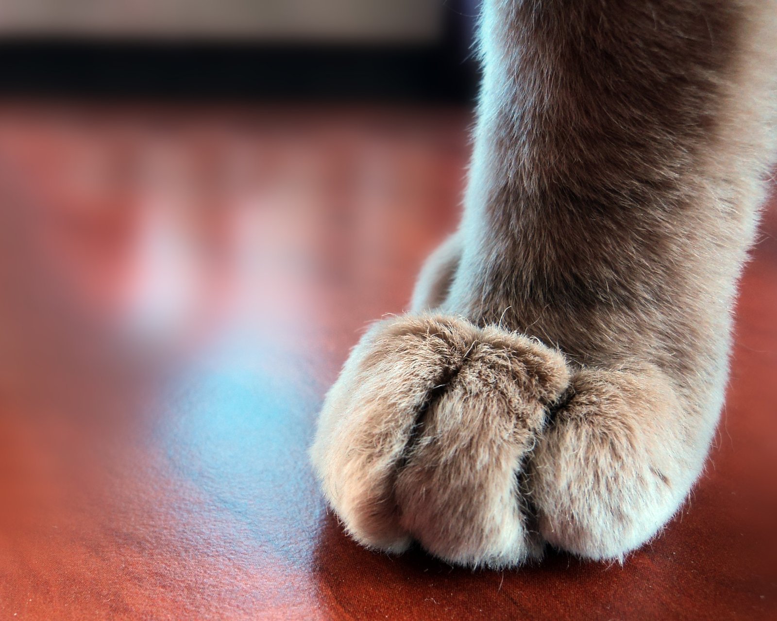 动物  萌宠 喵星人 猫咪 猫爪