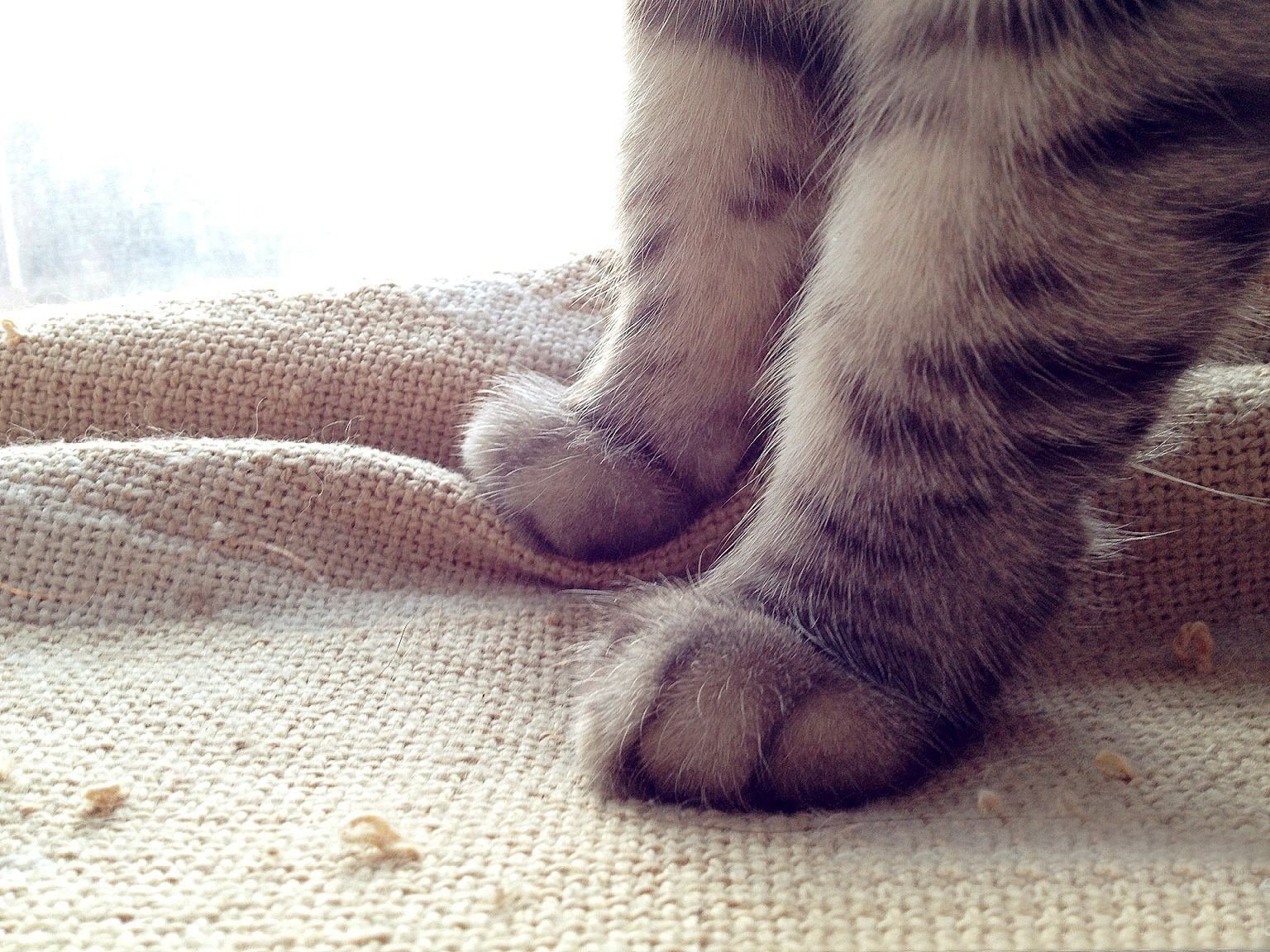 动物  萌宠 喵星人 猫咪 猫爪