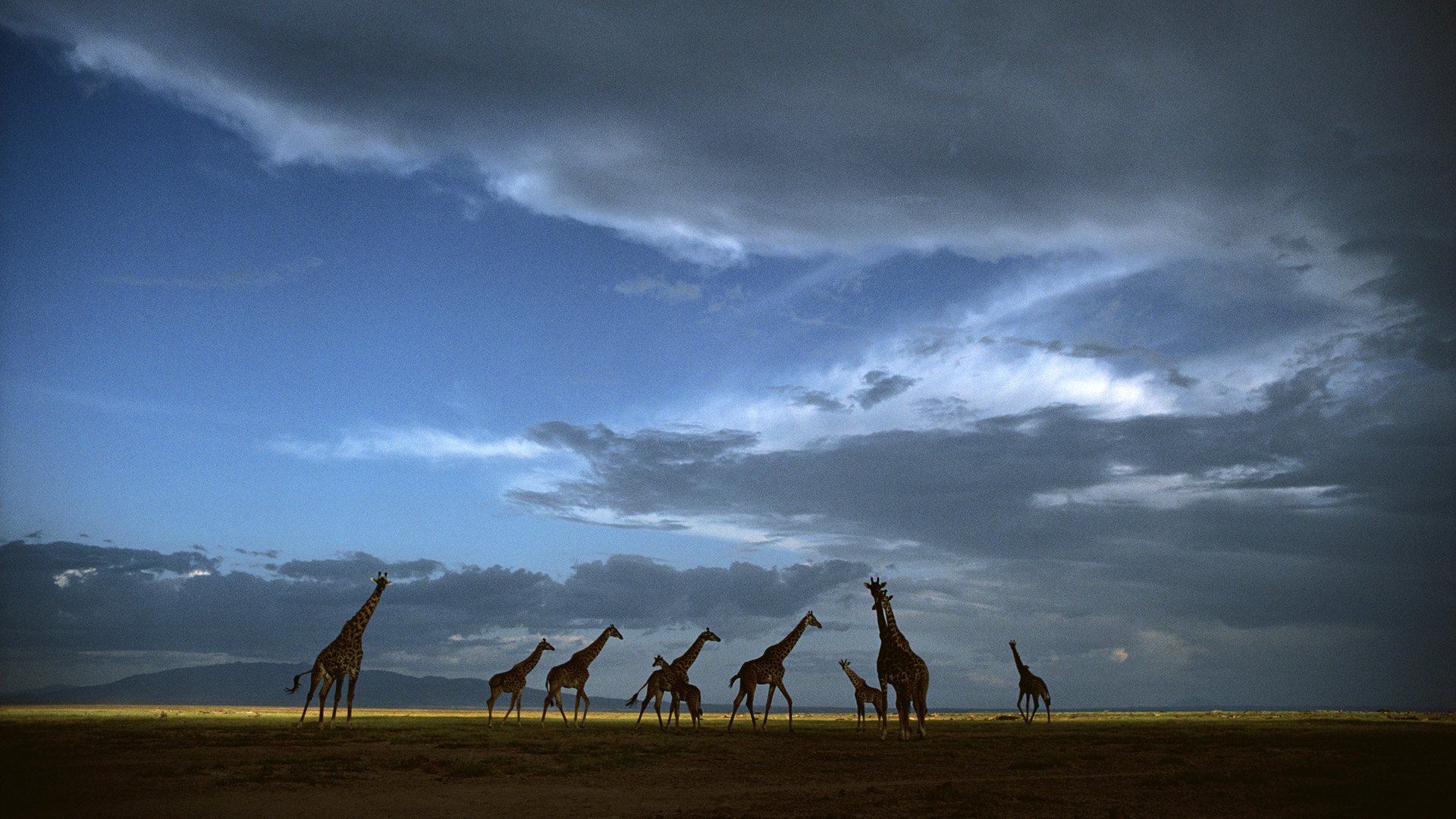 动物 野生动物 长颈鹿