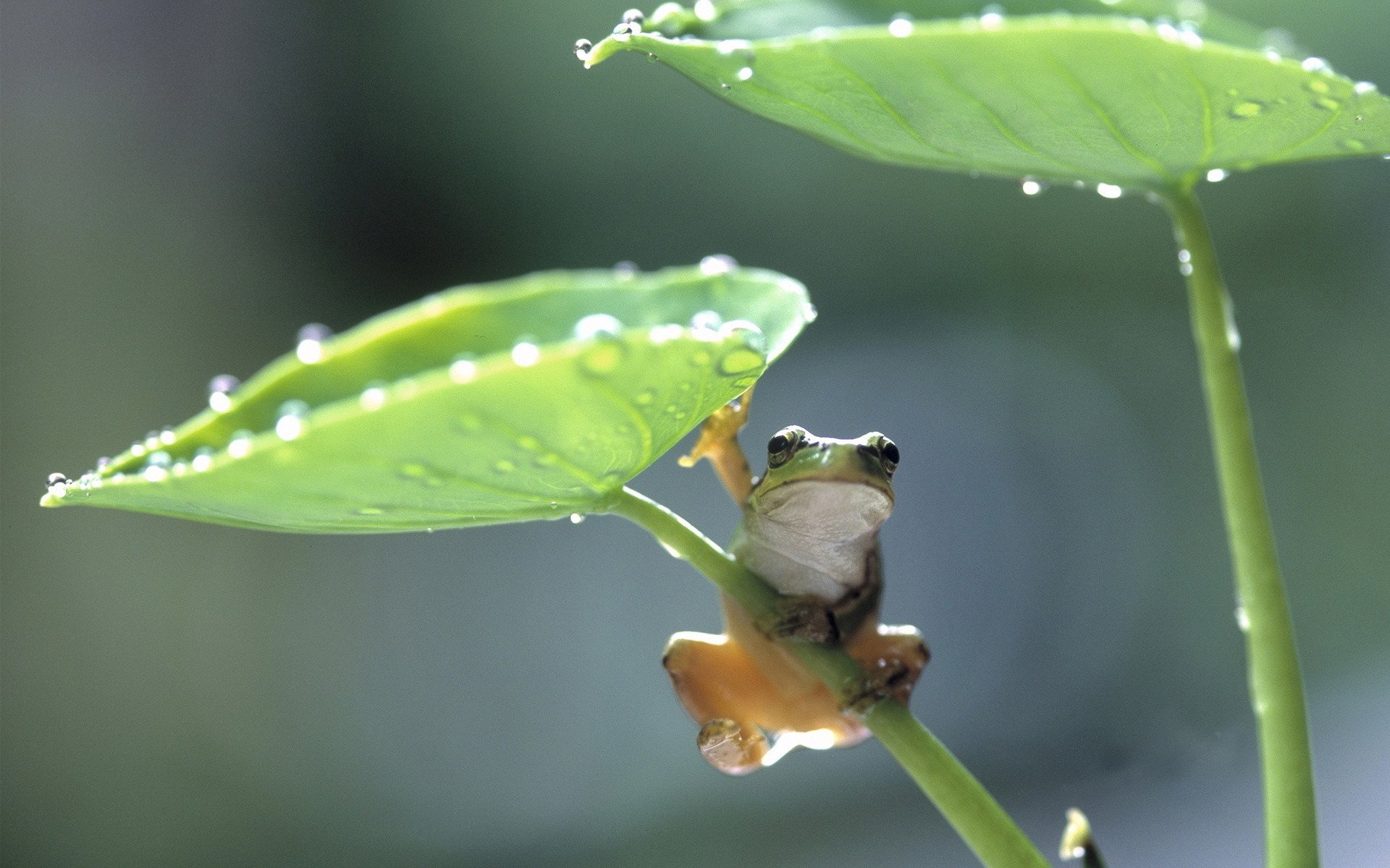 动物 野生动物 青蛙 雨