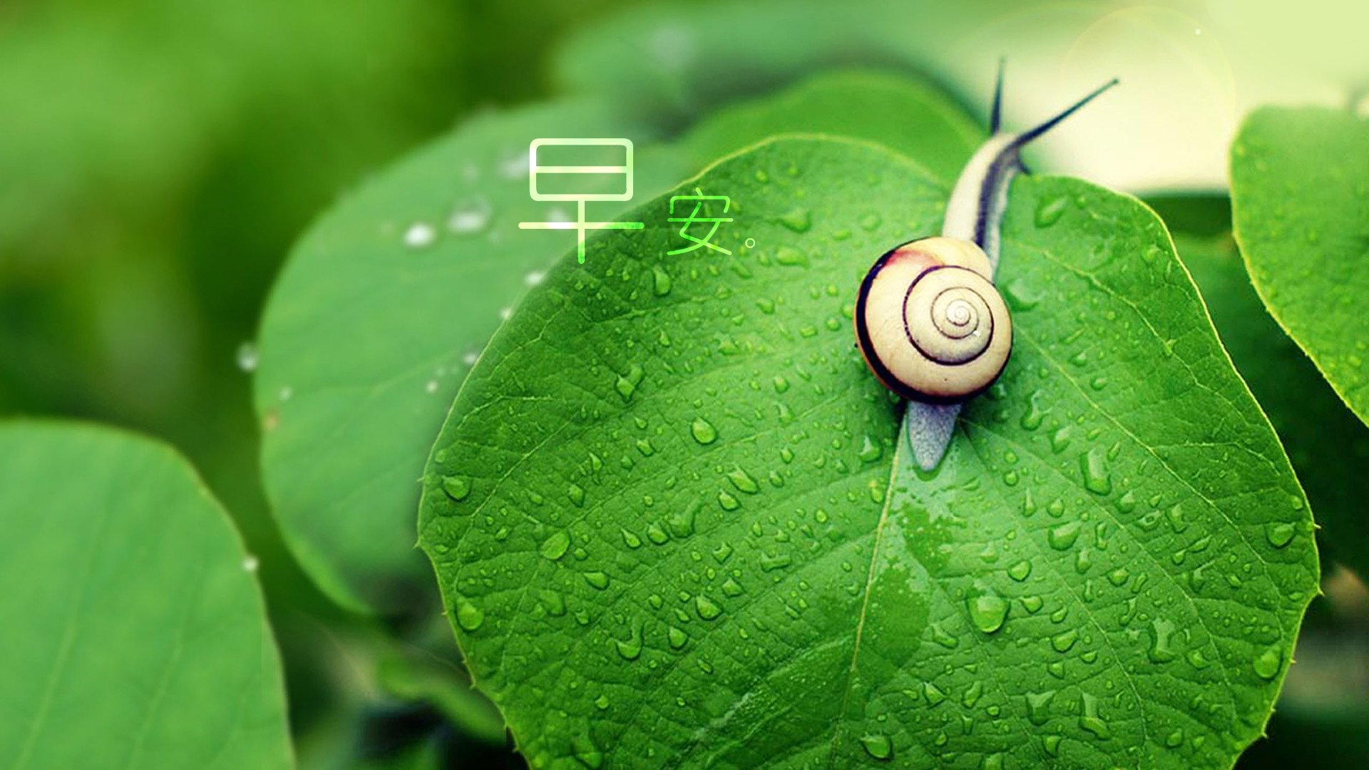 小清新 唯美 早安 温暖 温馨 幸福 绿色养眼 蜗牛 叶子