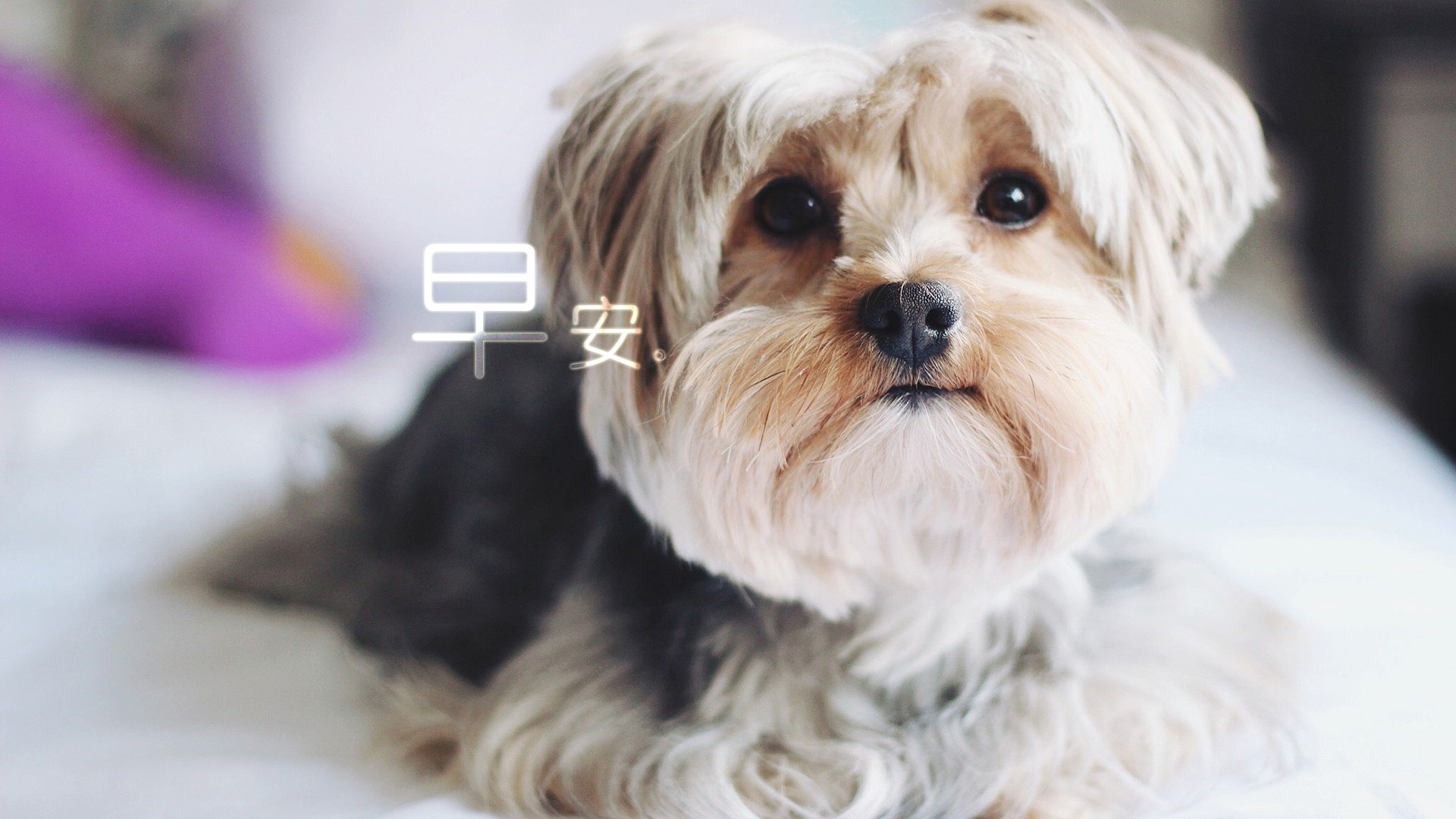 小清新 唯美 早安 温暖 温馨 幸福 狗狗 汪星人