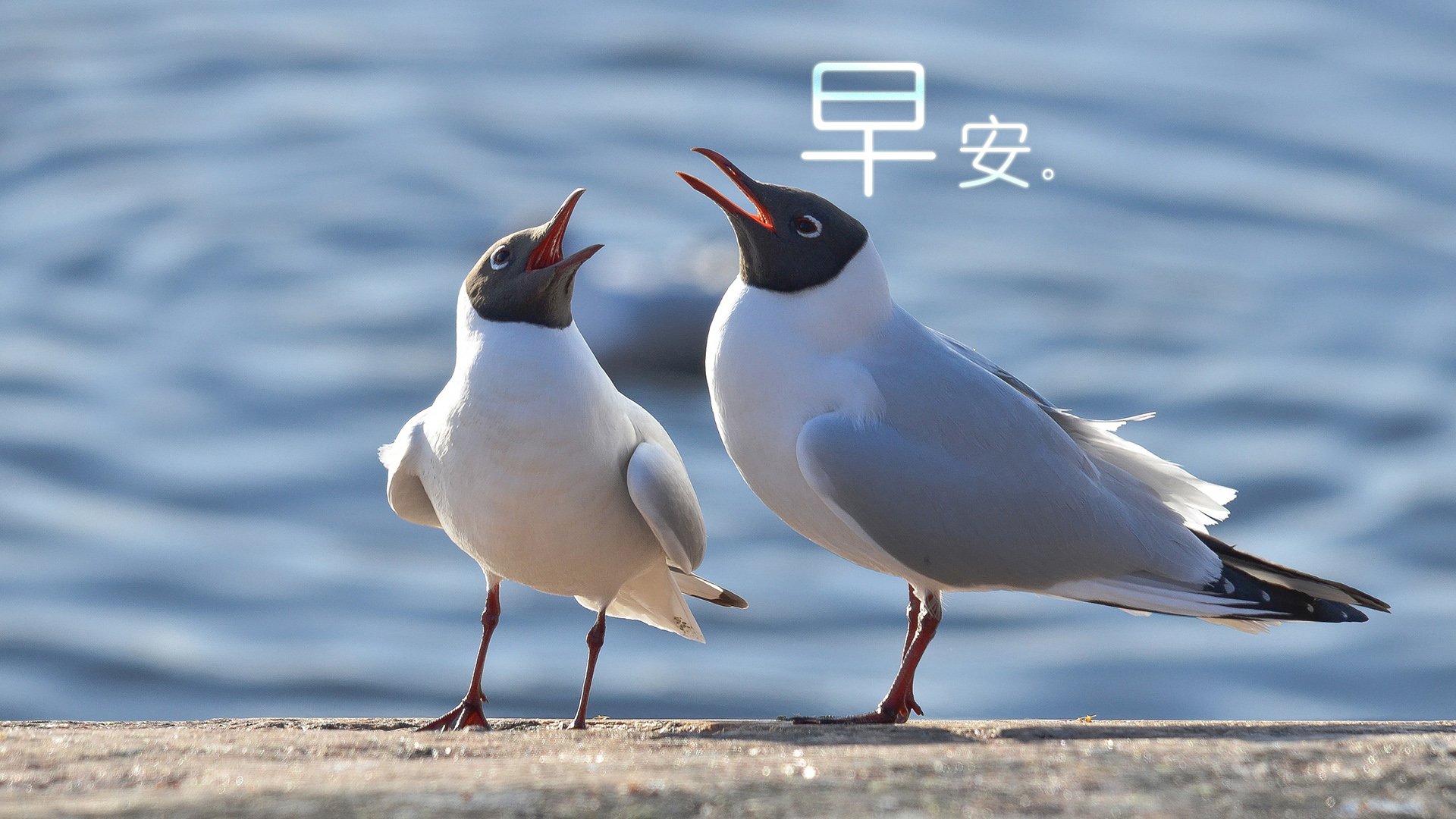 小清新 唯美 早安 温暖 温馨 幸福 鸟儿