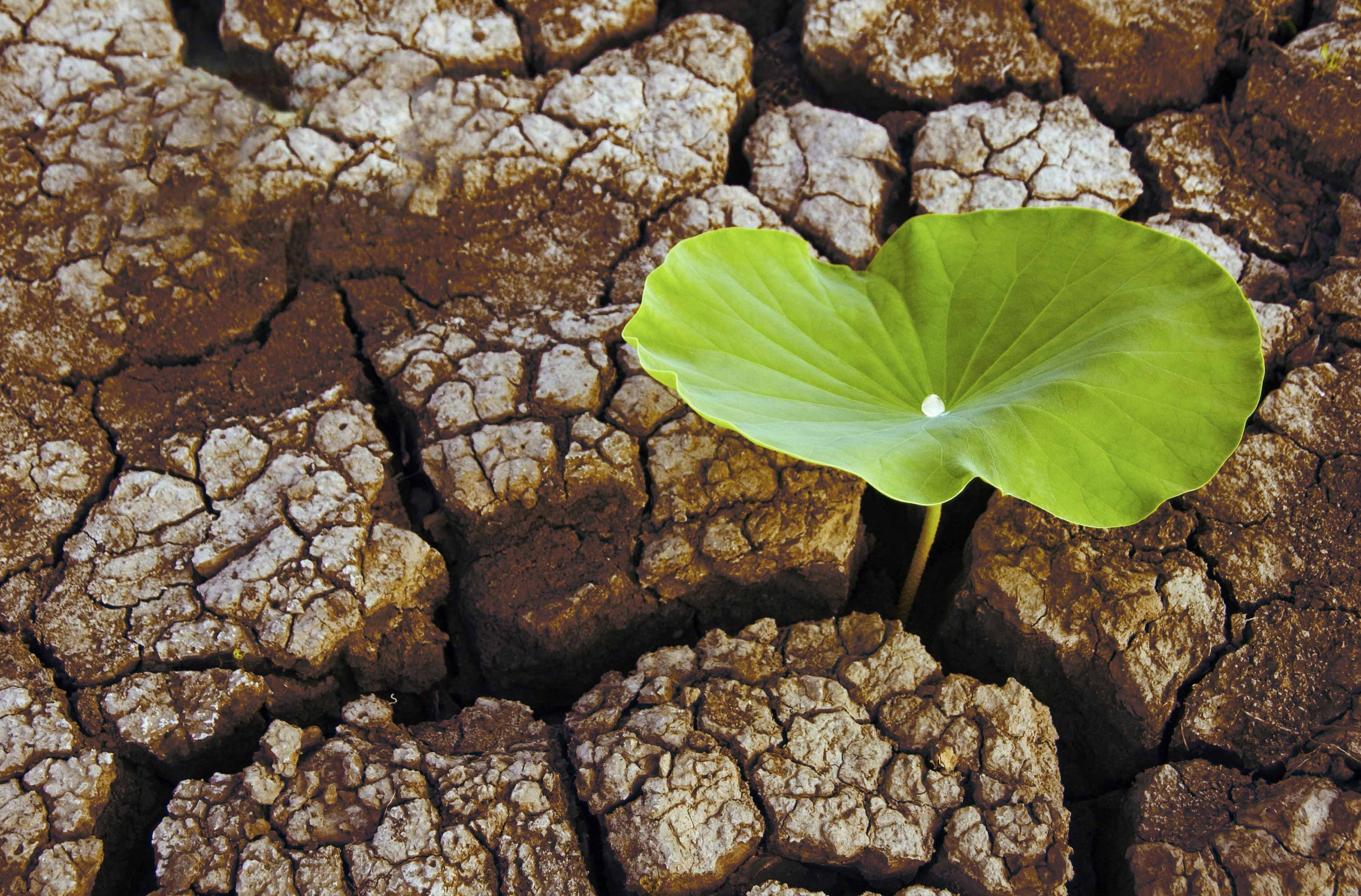 小清新 唯美 干枯 生命 坚强 顽强