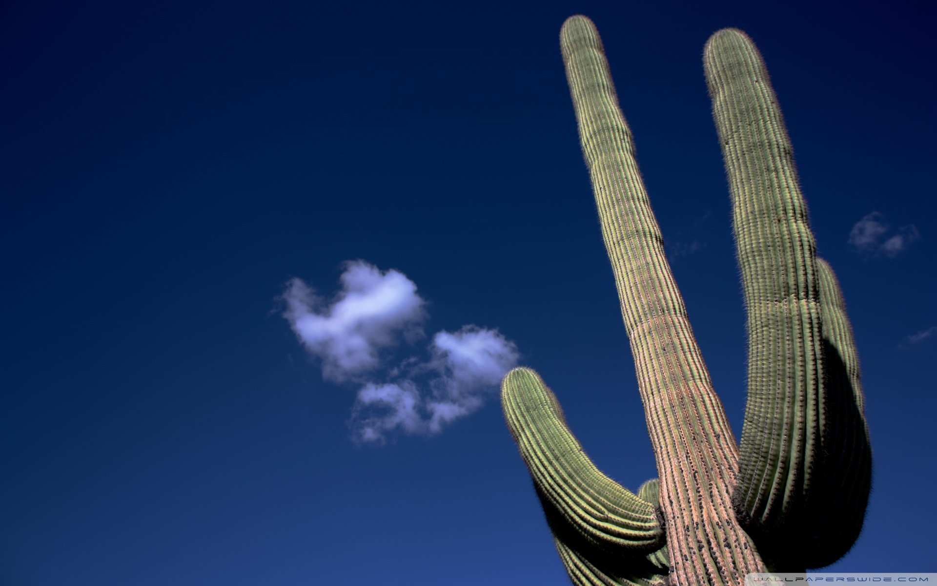 小清新 唯美 干枯 生命 坚强 顽强