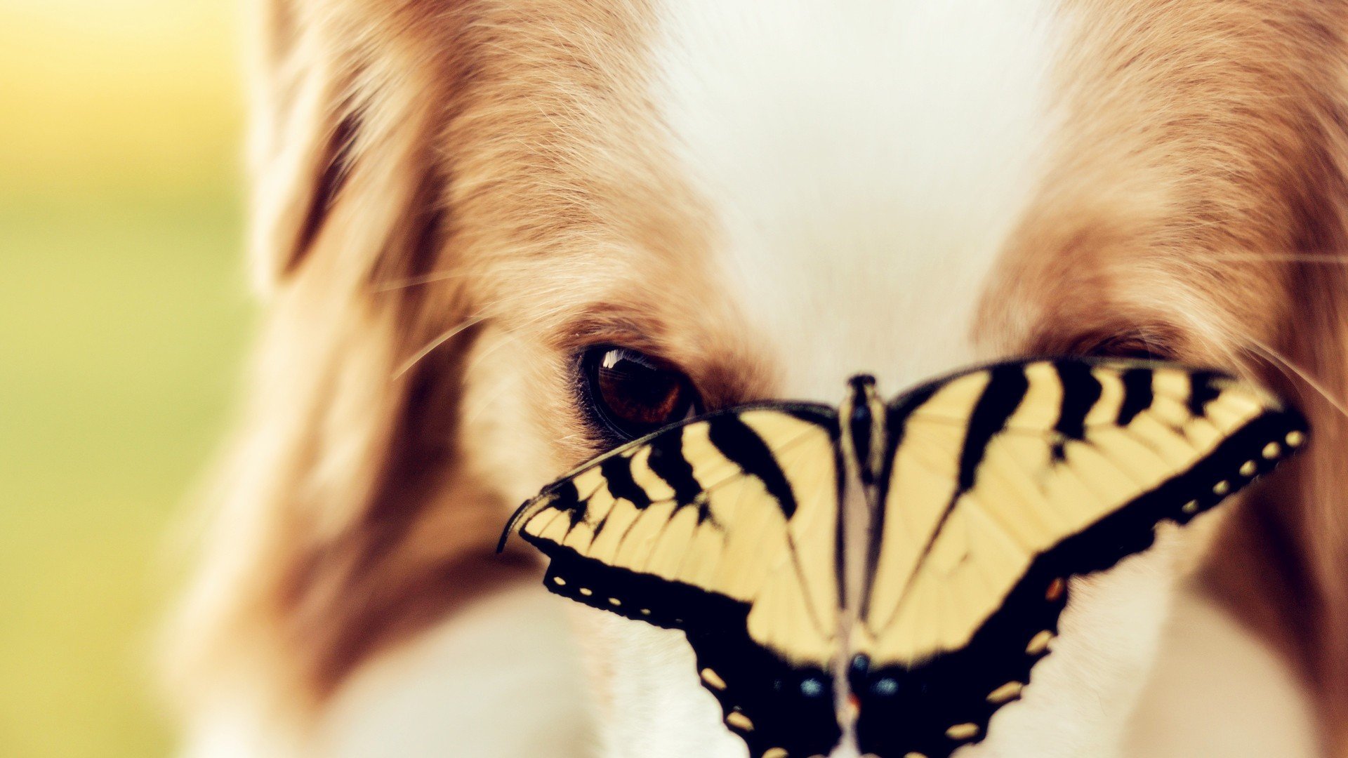 小清新 唯美 蝴蝶 飞舞 春天 动物