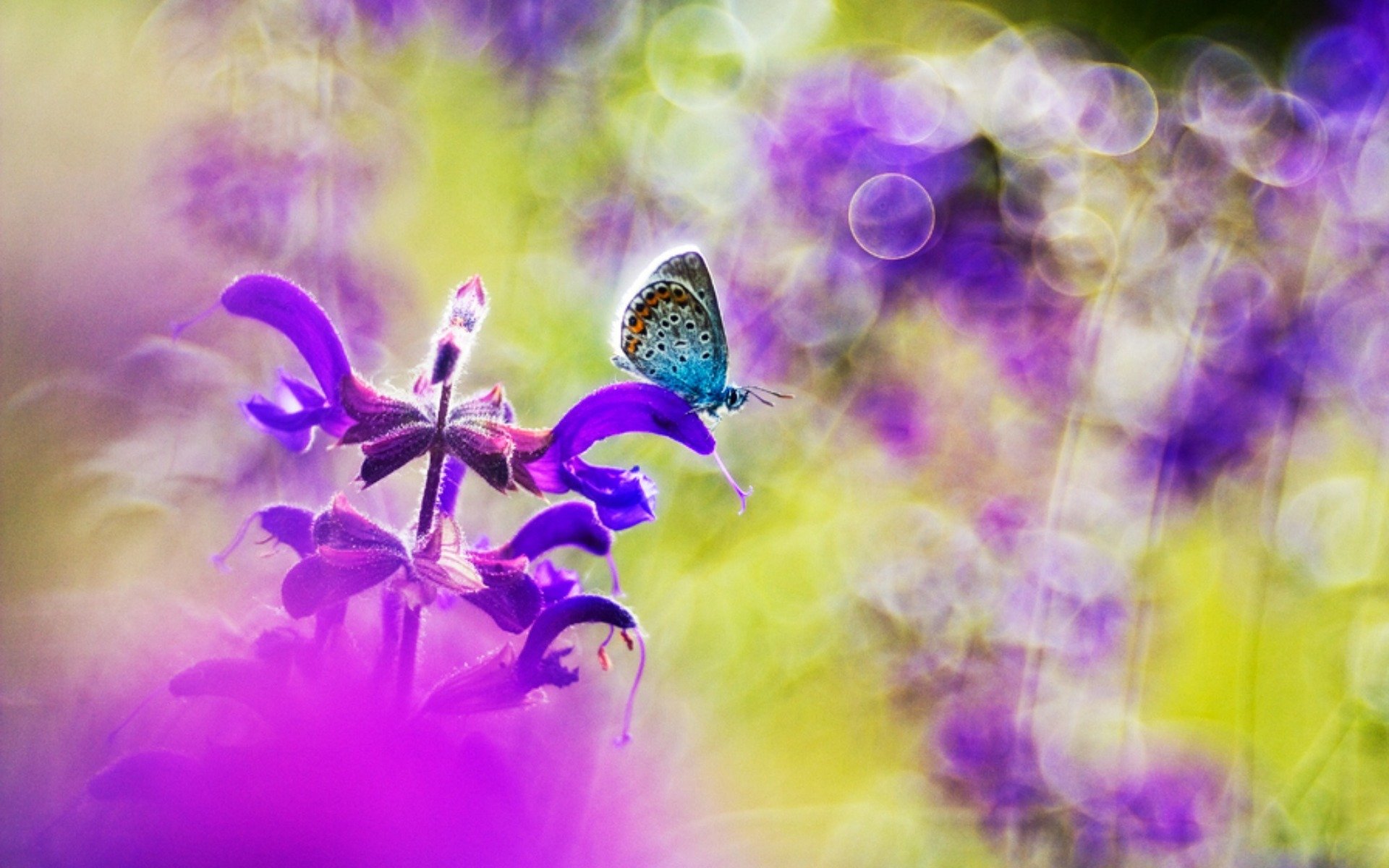 小清新 唯美 蝴蝶 飞舞 春天 动物