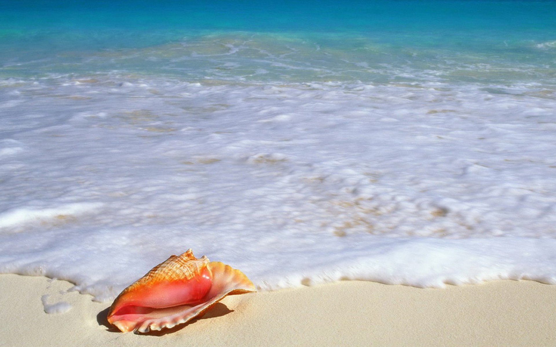 小清新 唯美 静物写真 物语 大海 海边 海螺 沙滩 贝壳