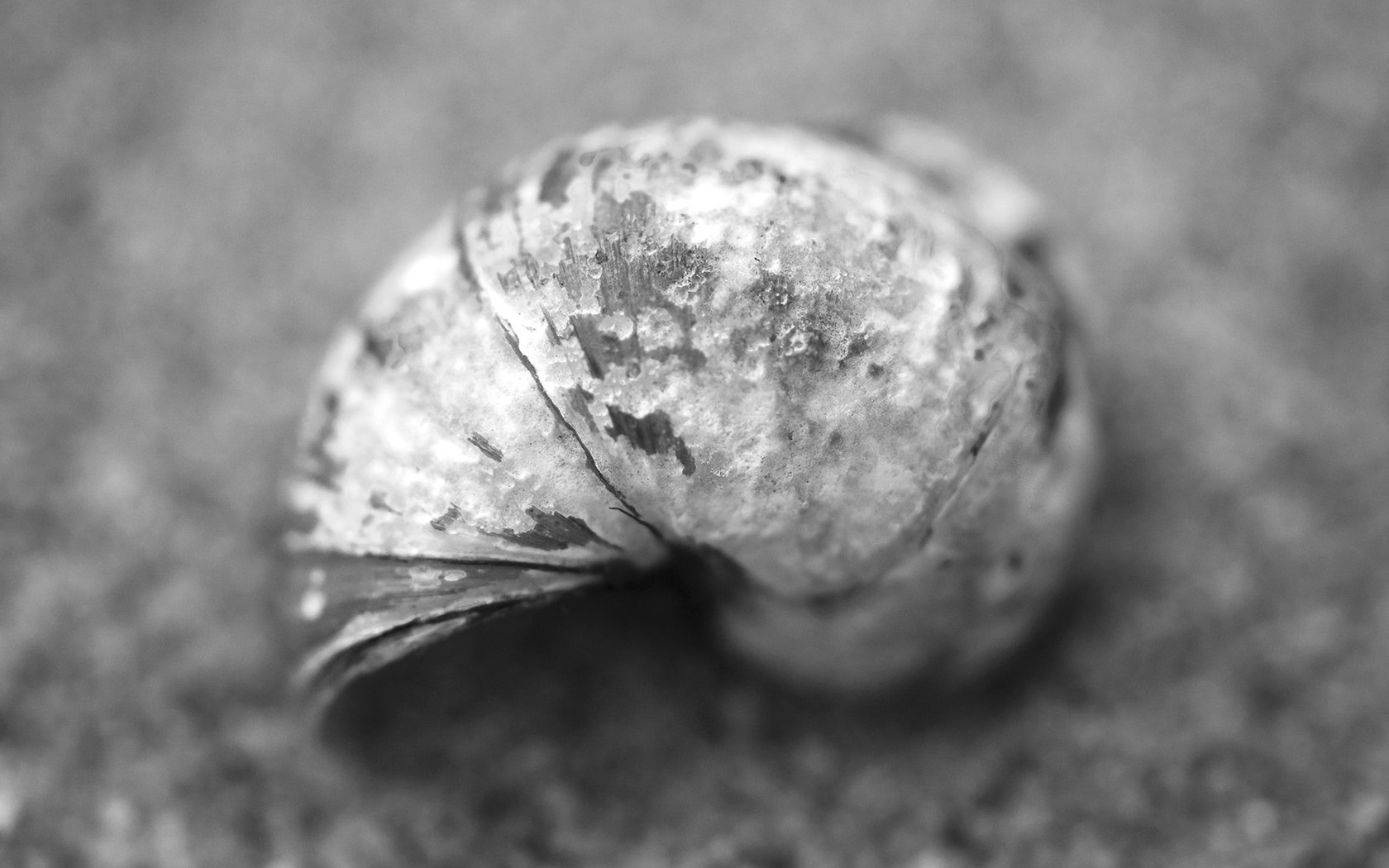 小清新 唯美 静物写真 物语 大海 海边 海螺 沙滩 贝壳