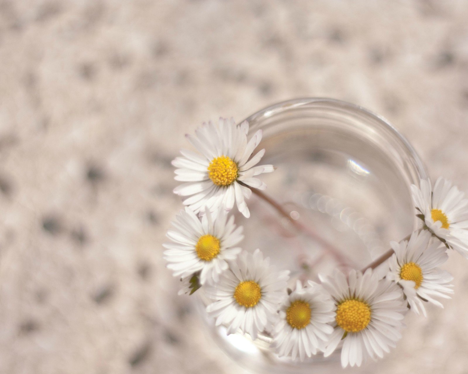 小清新 唯美 静物写真 温馨 物语 回忆 小马
