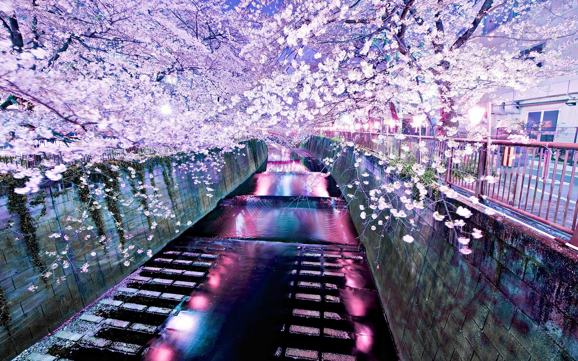 风景 自然风光 意境 炎炎夏日 樱花
