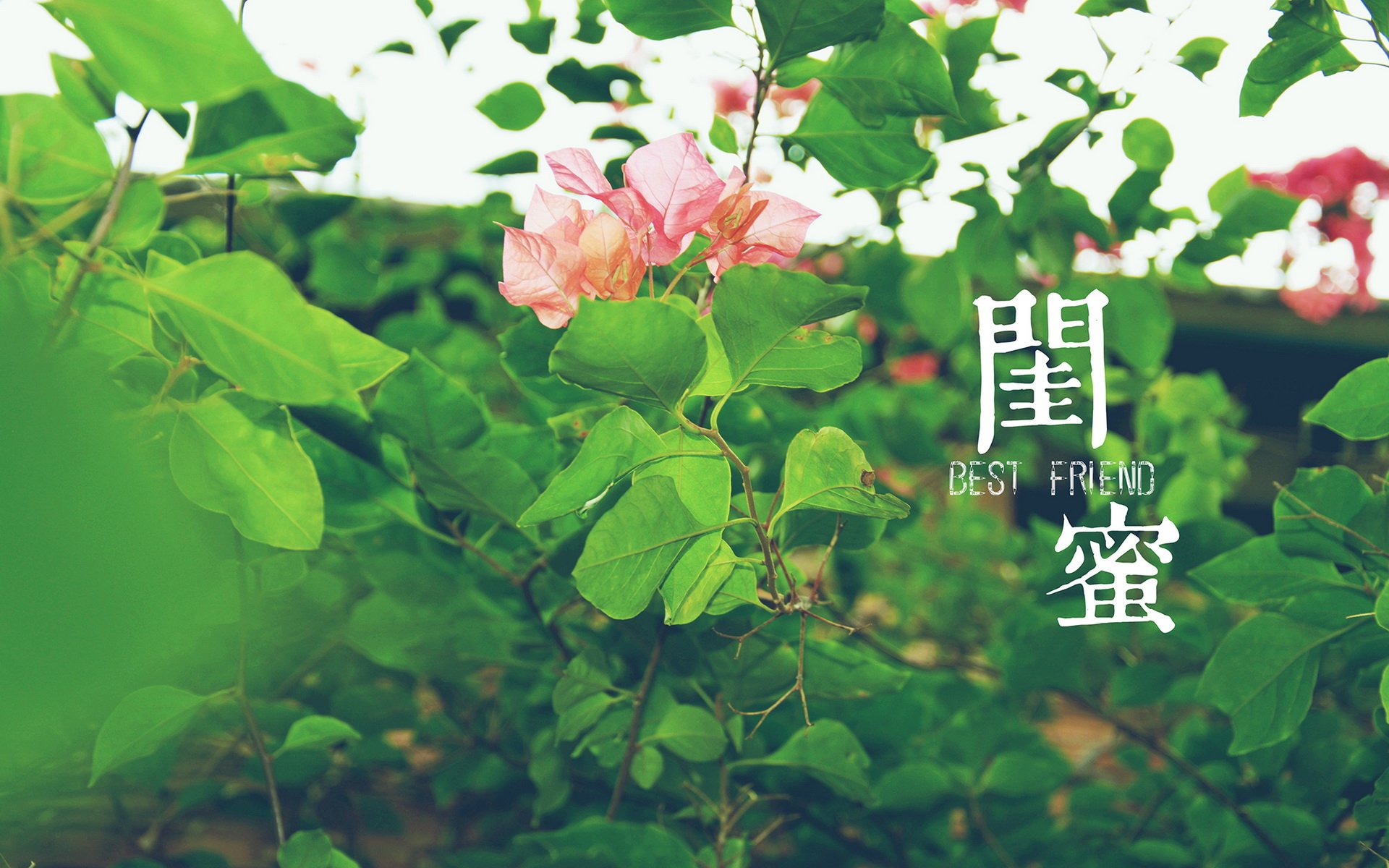 摄影 花  风景