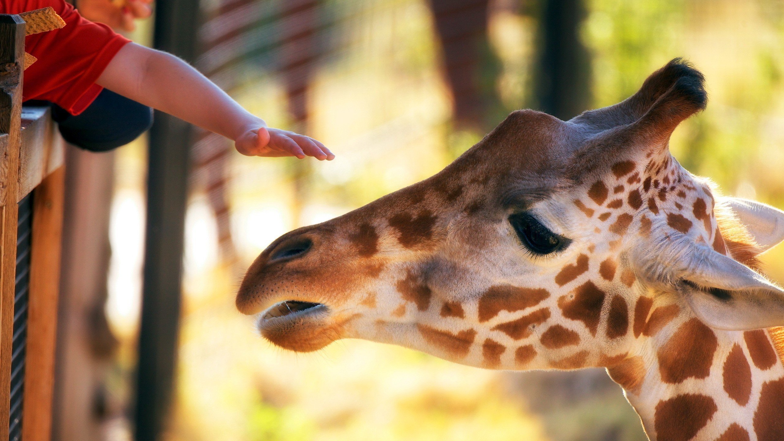 动物 野生动物 长颈鹿