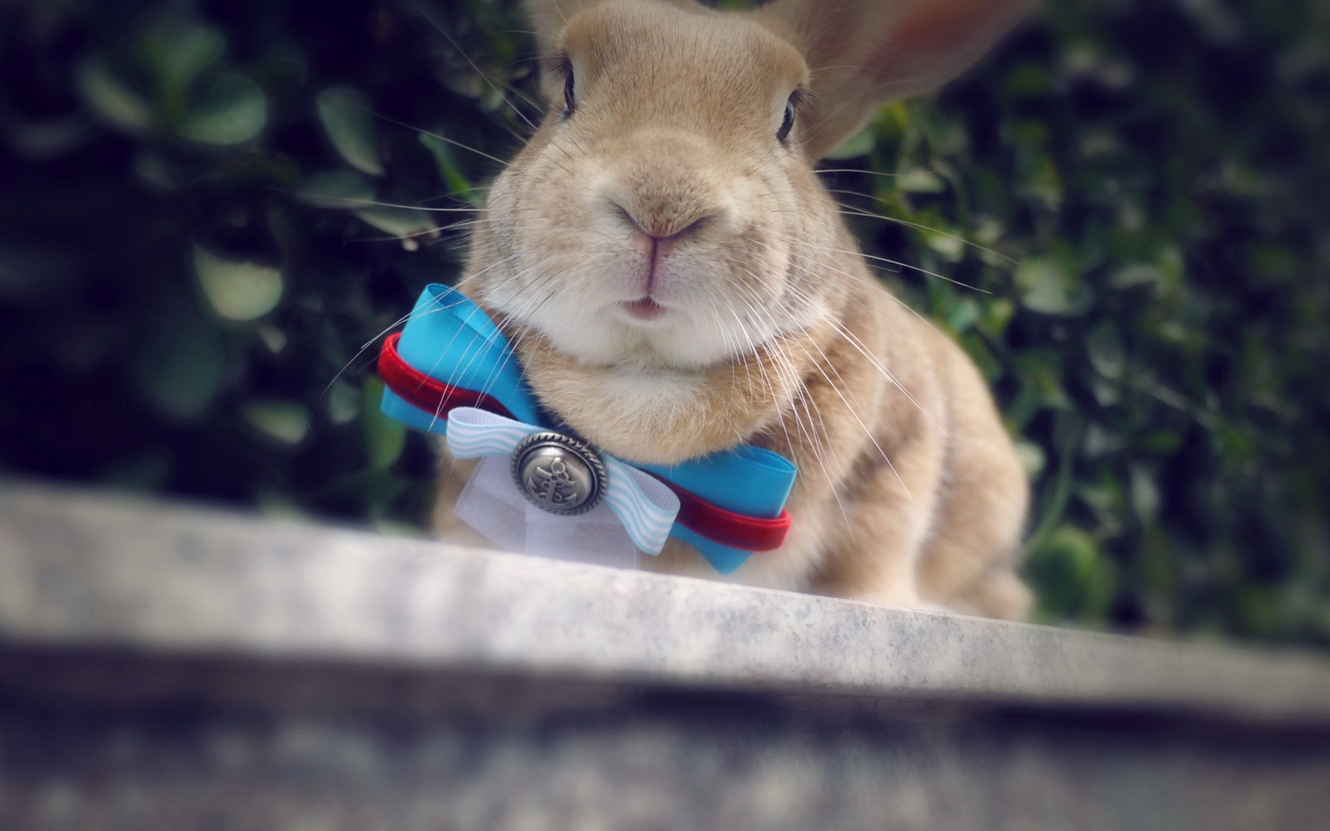 动物 野生动物 兔子