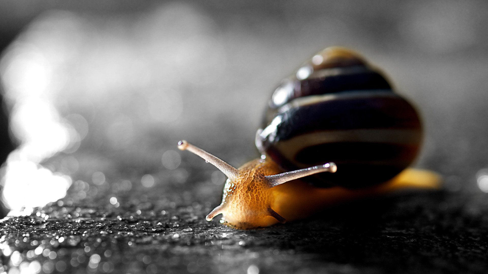 动物 野生动物 蜗牛