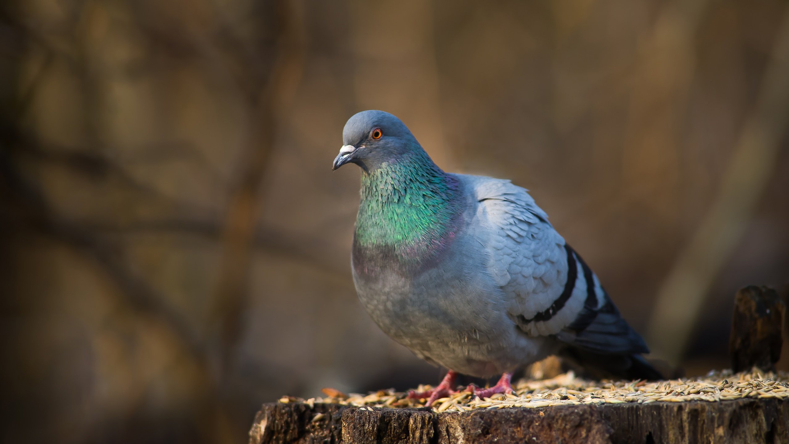 动物 野生动物 个字