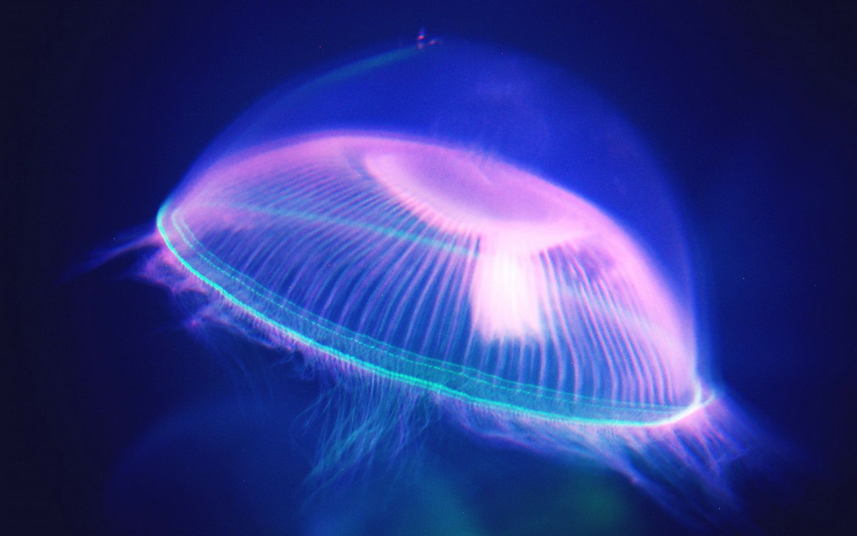 动物 海底世界 海洋生物