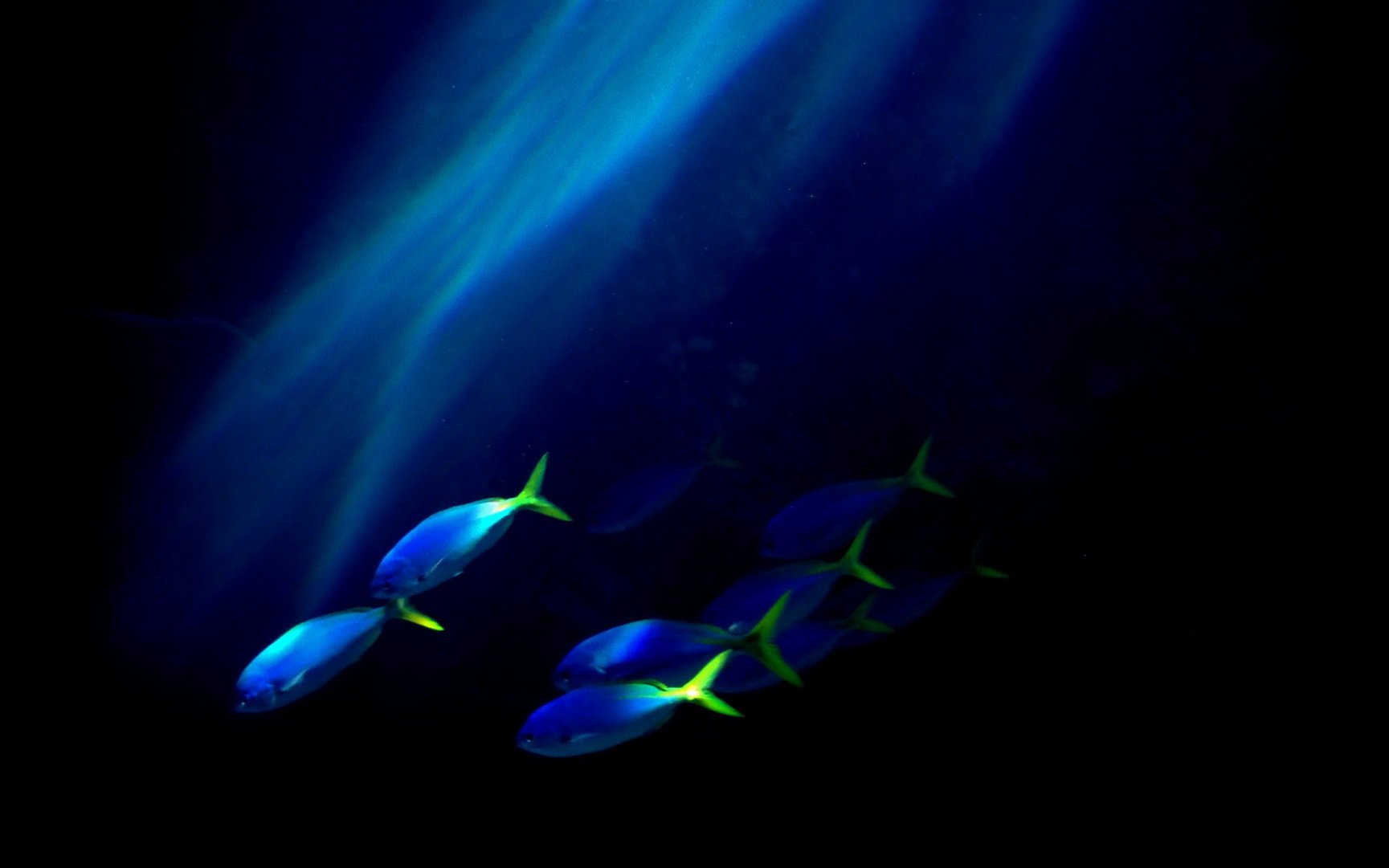 动物 海底世界 海洋生物