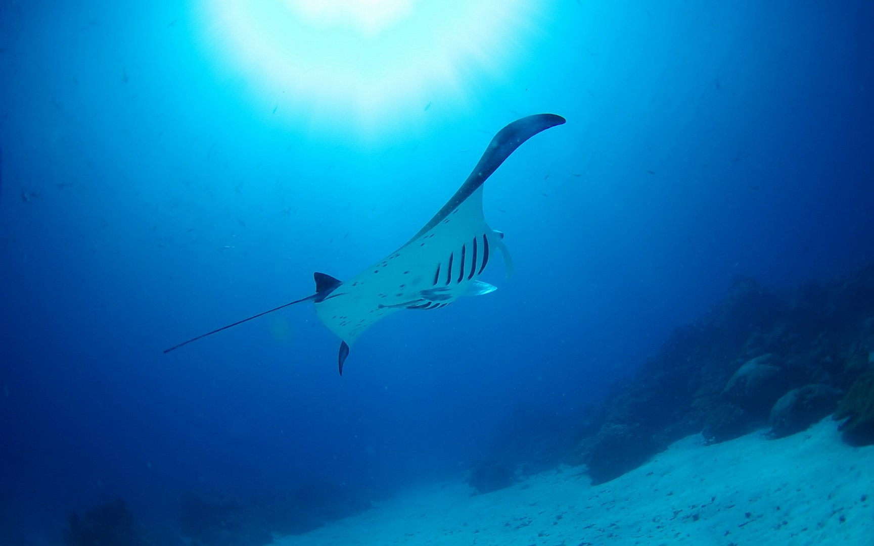 动物 海底世界 海洋生物