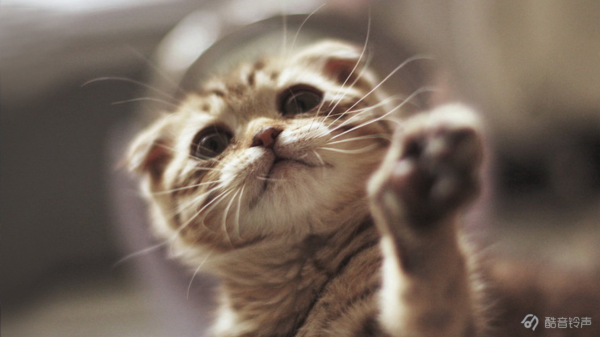 喵星人 萌宠 宠物 猫