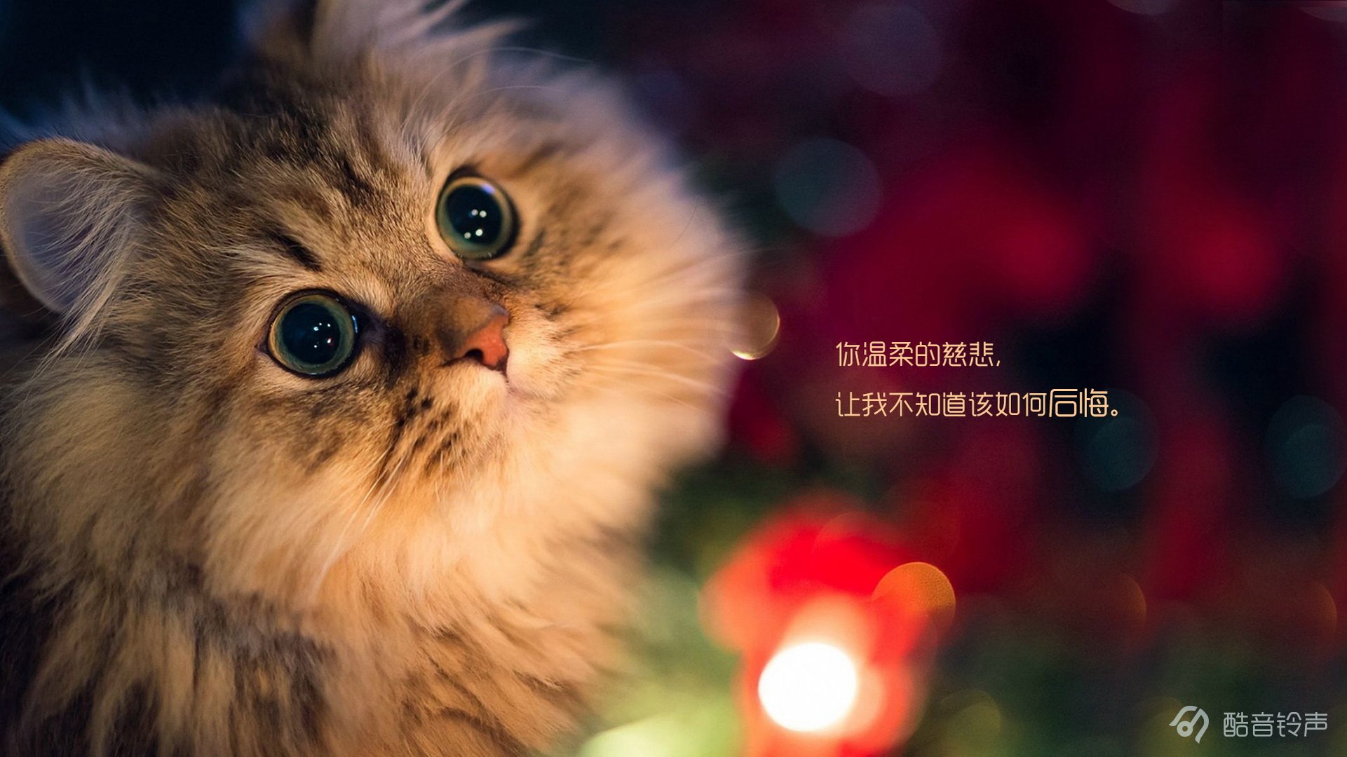 喵星人 萌宠 宠物 猫