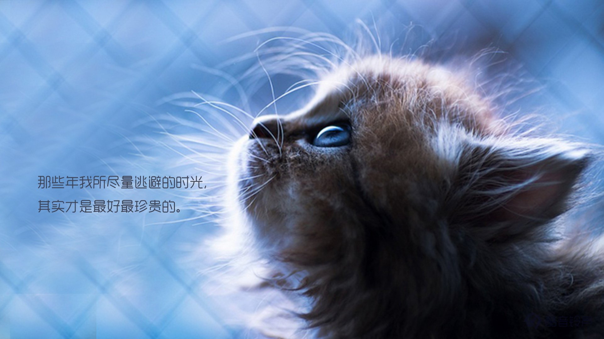 喵星人 萌宠 宠物 猫