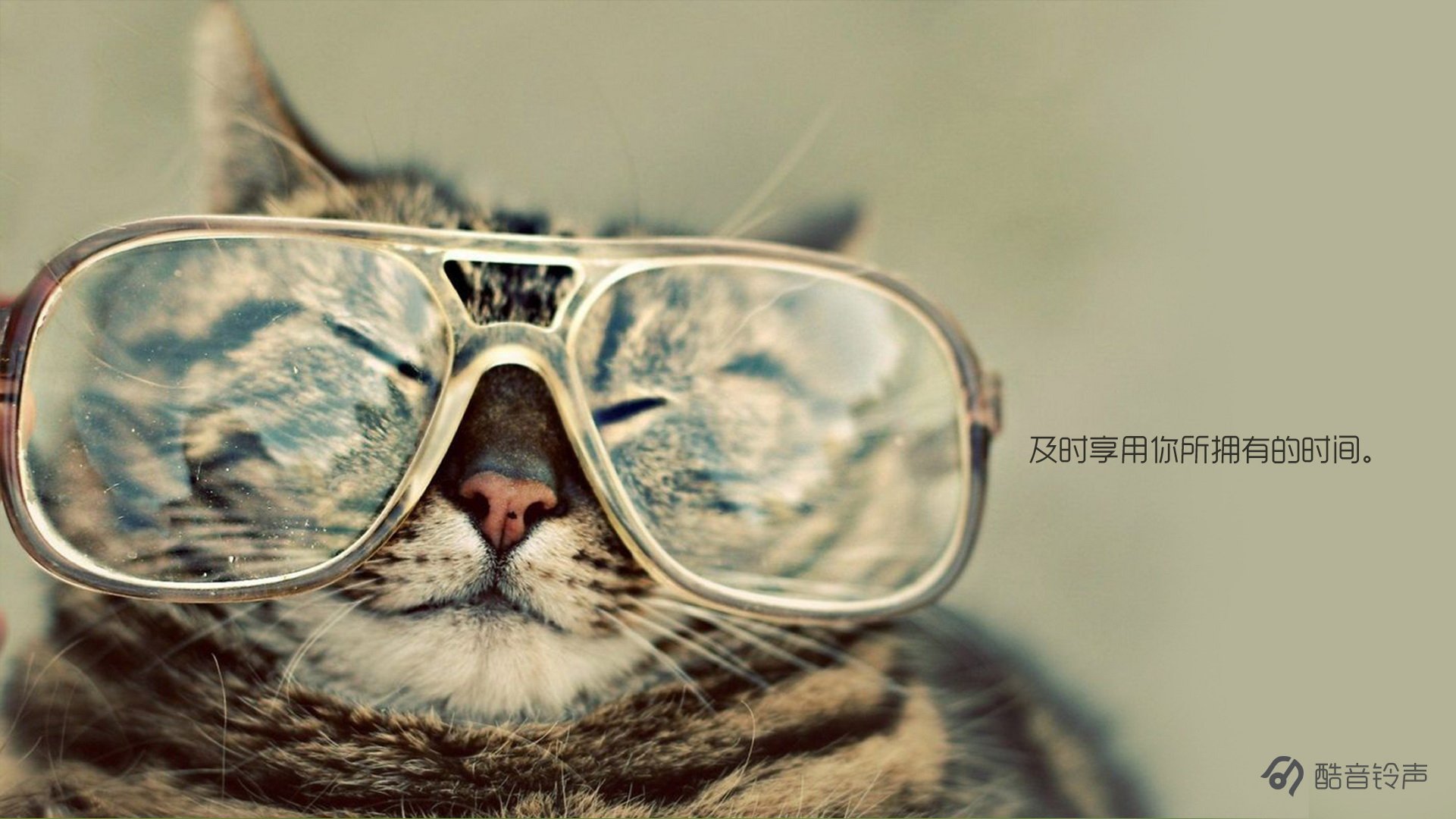 喵星人 萌宠 宠物 猫