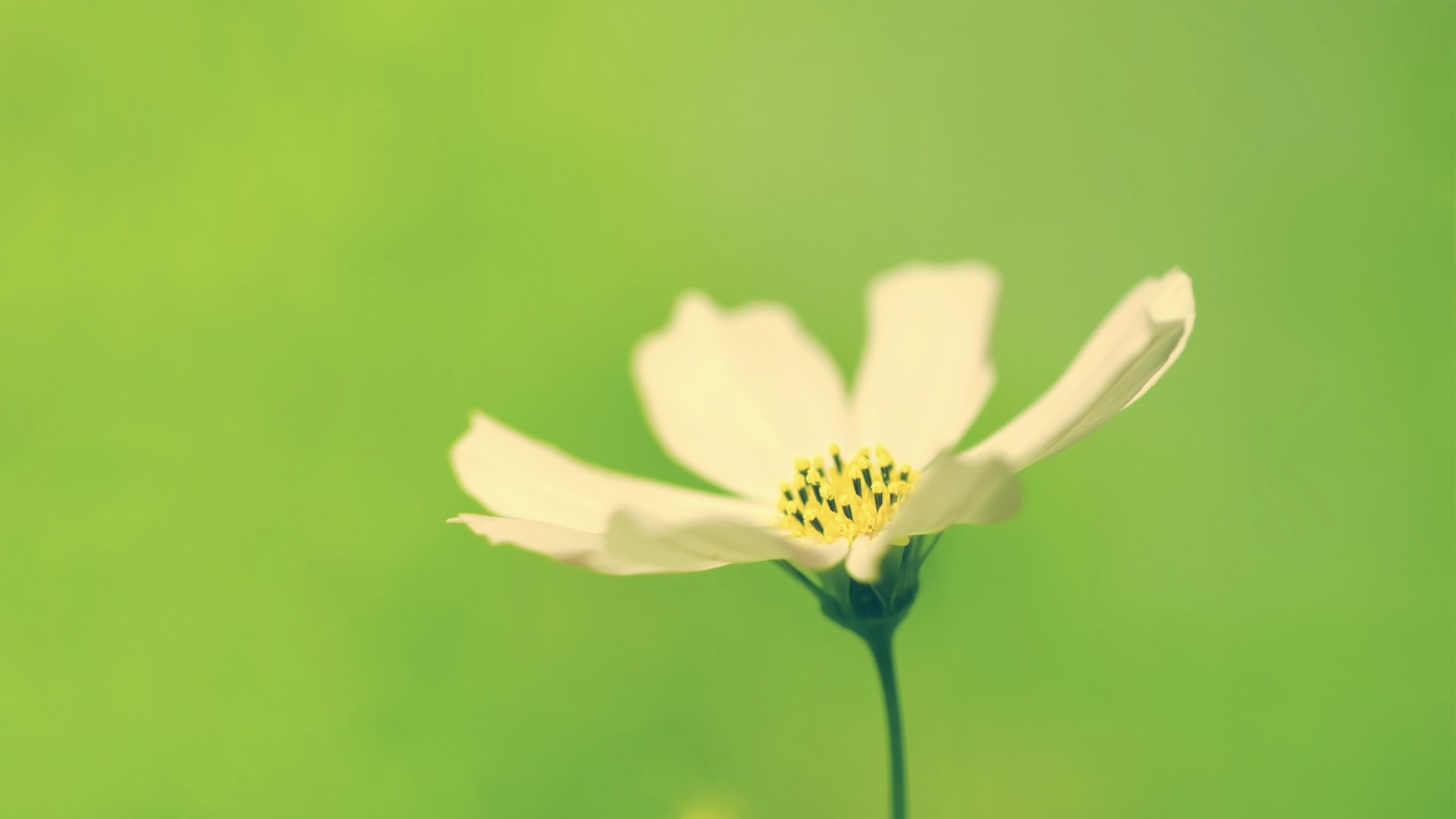 小清新 温暖 干净 安静 唯美 静物 物语 时光