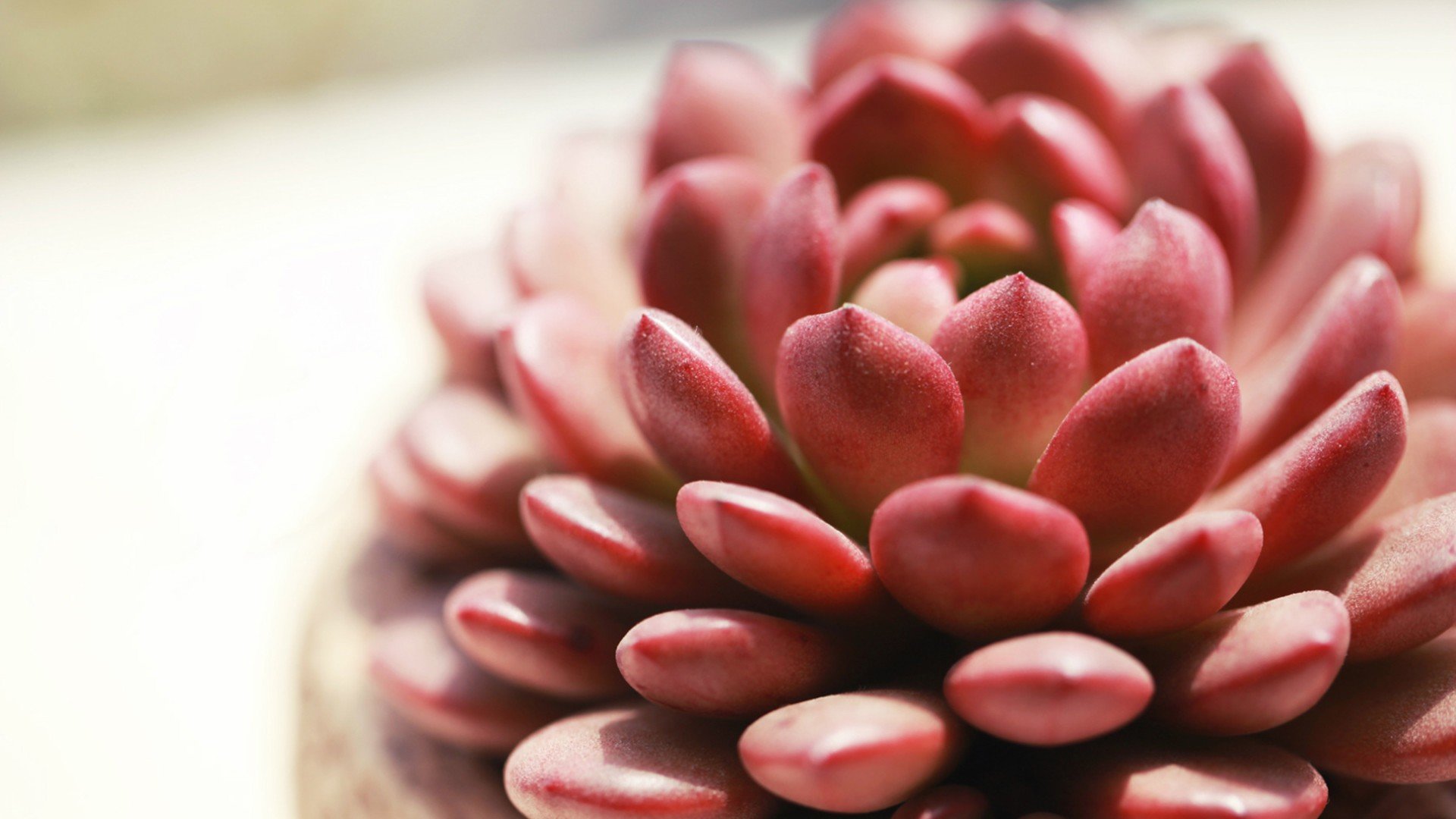 小清新 温暖 干净 安静 唯美 静物 物语 时光 多肉 植物 可爱