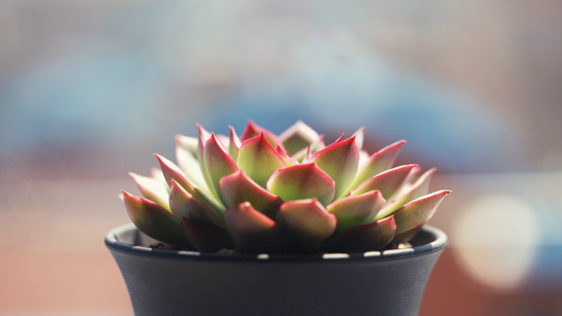 小清新 温暖 干净 安静 唯美 静物 物语 时光 多肉 植物 可爱